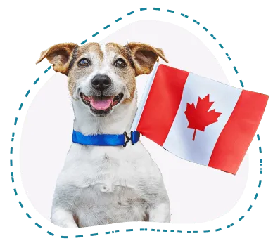 Dog holding a Canadian flag